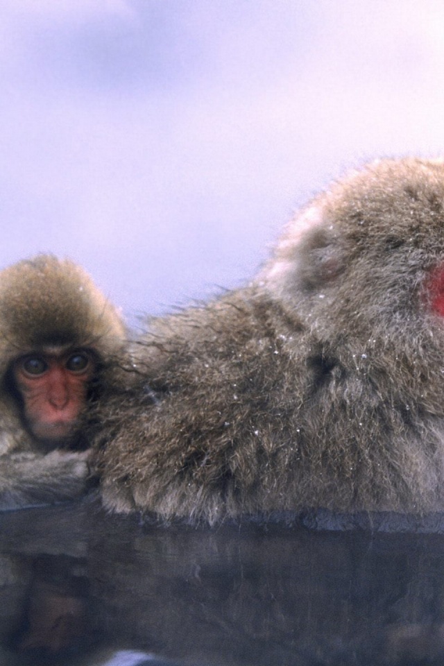 Relaxing Hot Springs Japanese Snow Monkey