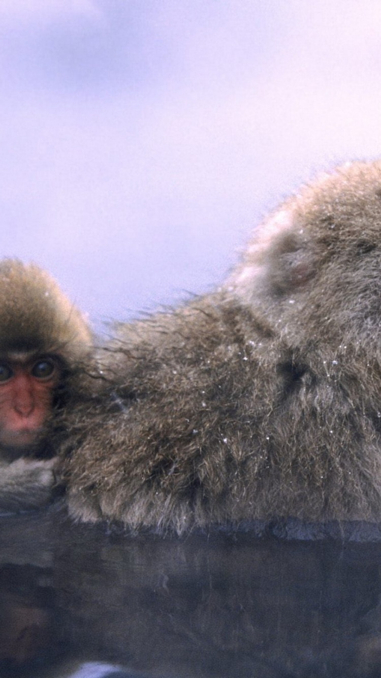 Relaxing Hot Springs Japanese Snow Monkey