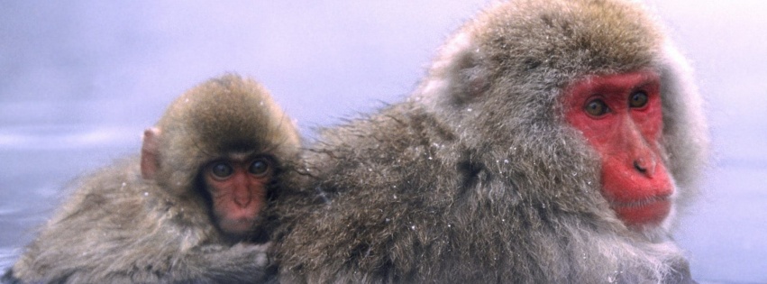 Relaxing Hot Springs Japanese Snow Monkey