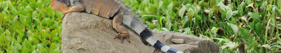 Reptile Lizard Tail Iguana Stone