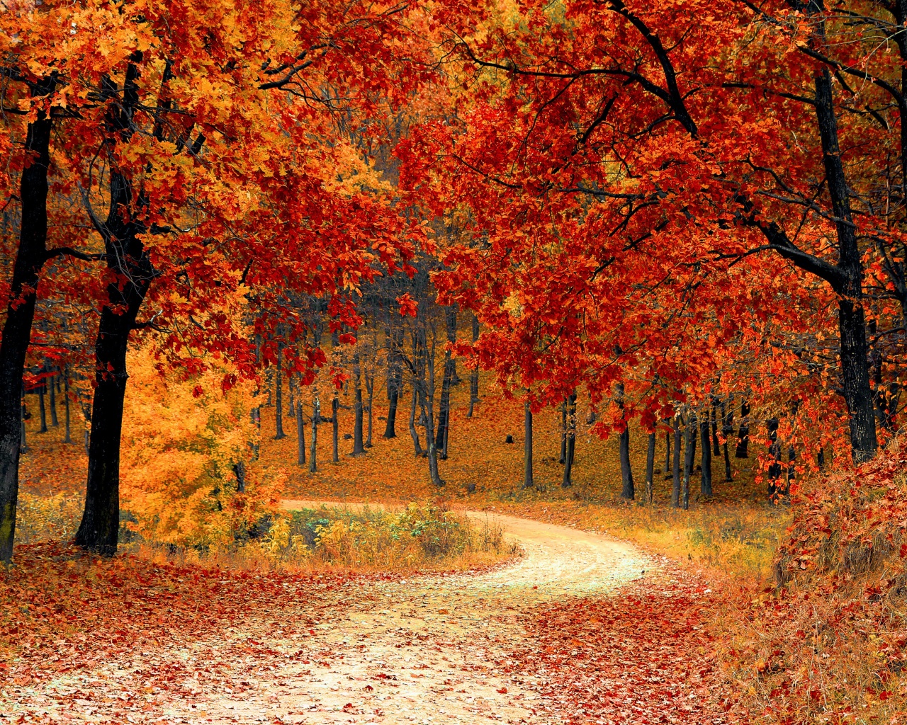 Road Right In The Autumn