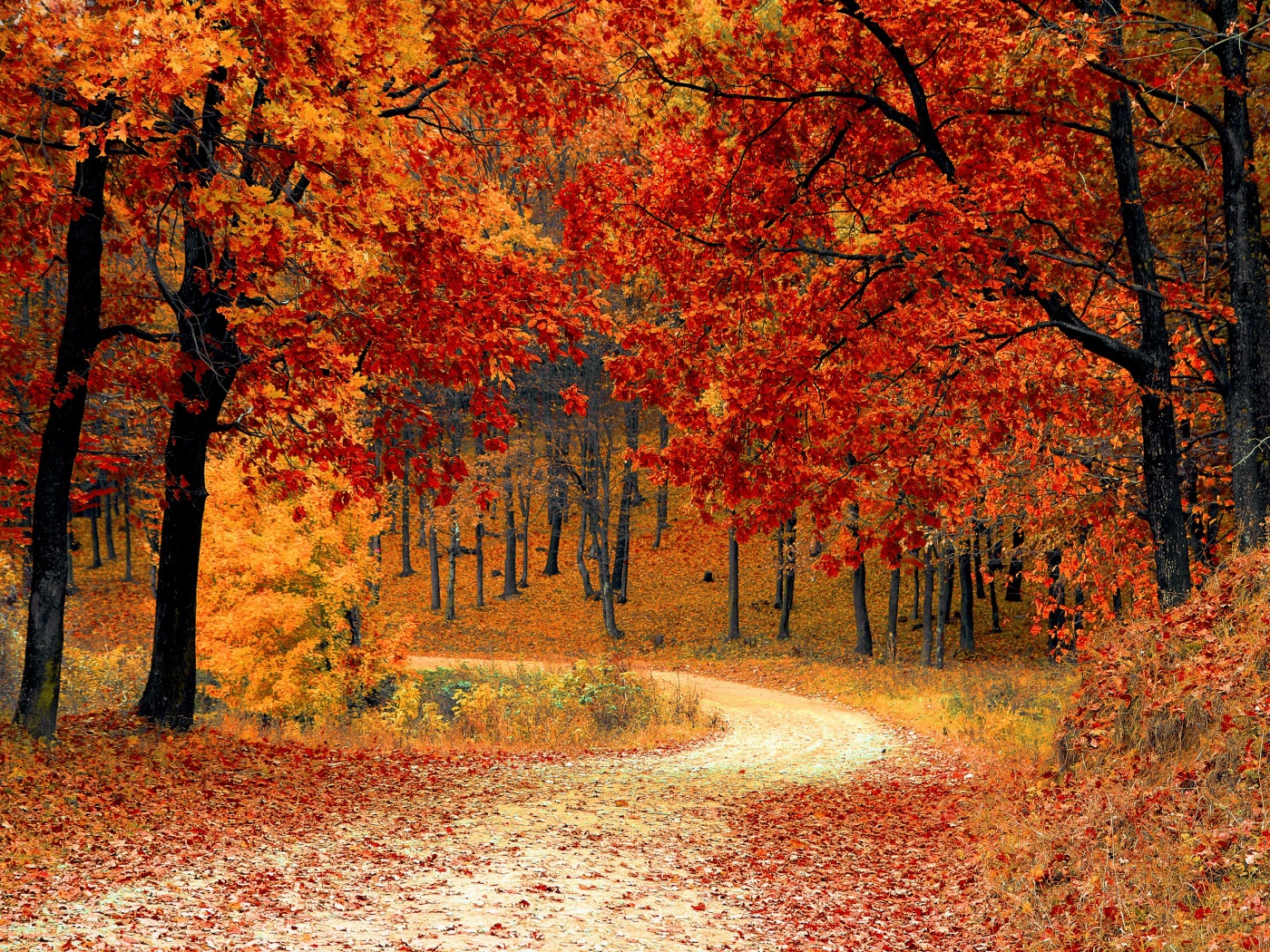 Road Right In The Autumn