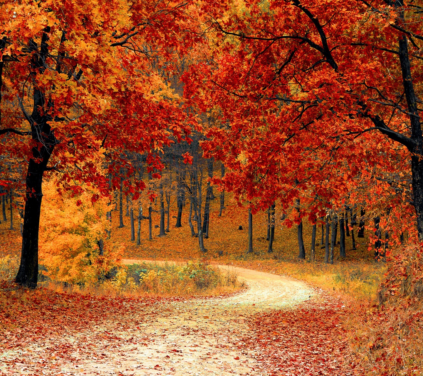 Road Right In The Autumn