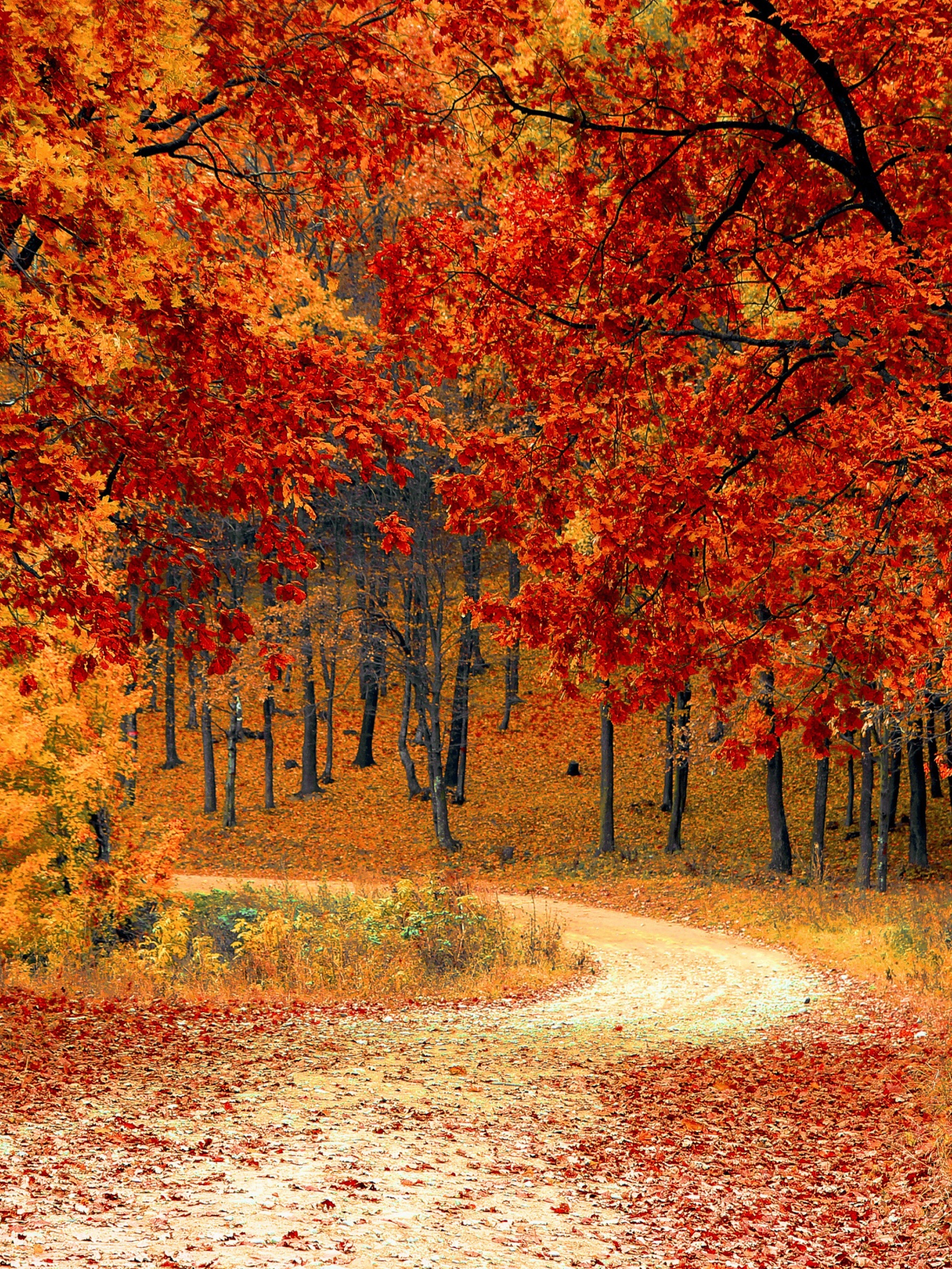 Road Right In The Autumn