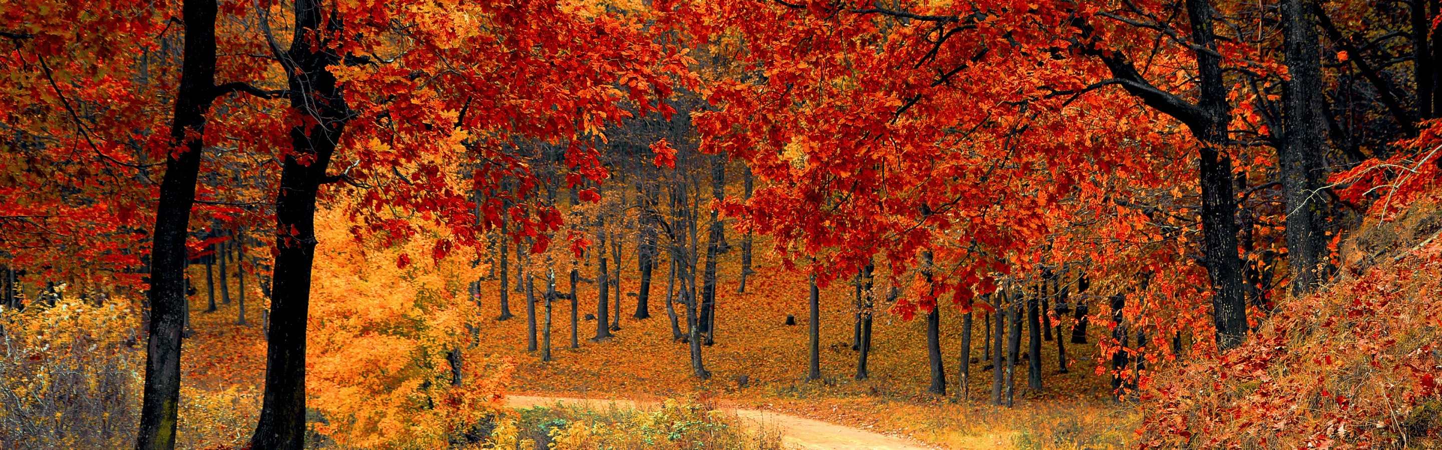 Road Right In The Autumn