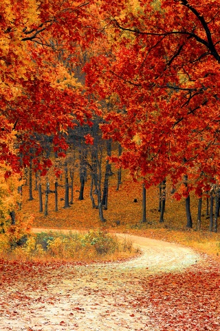 Road Right In The Autumn