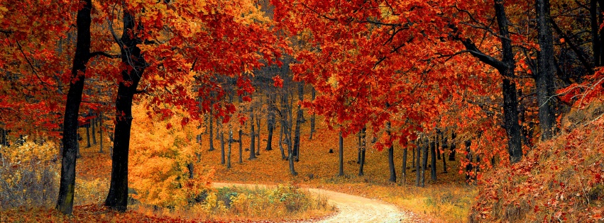 Road Right In The Autumn