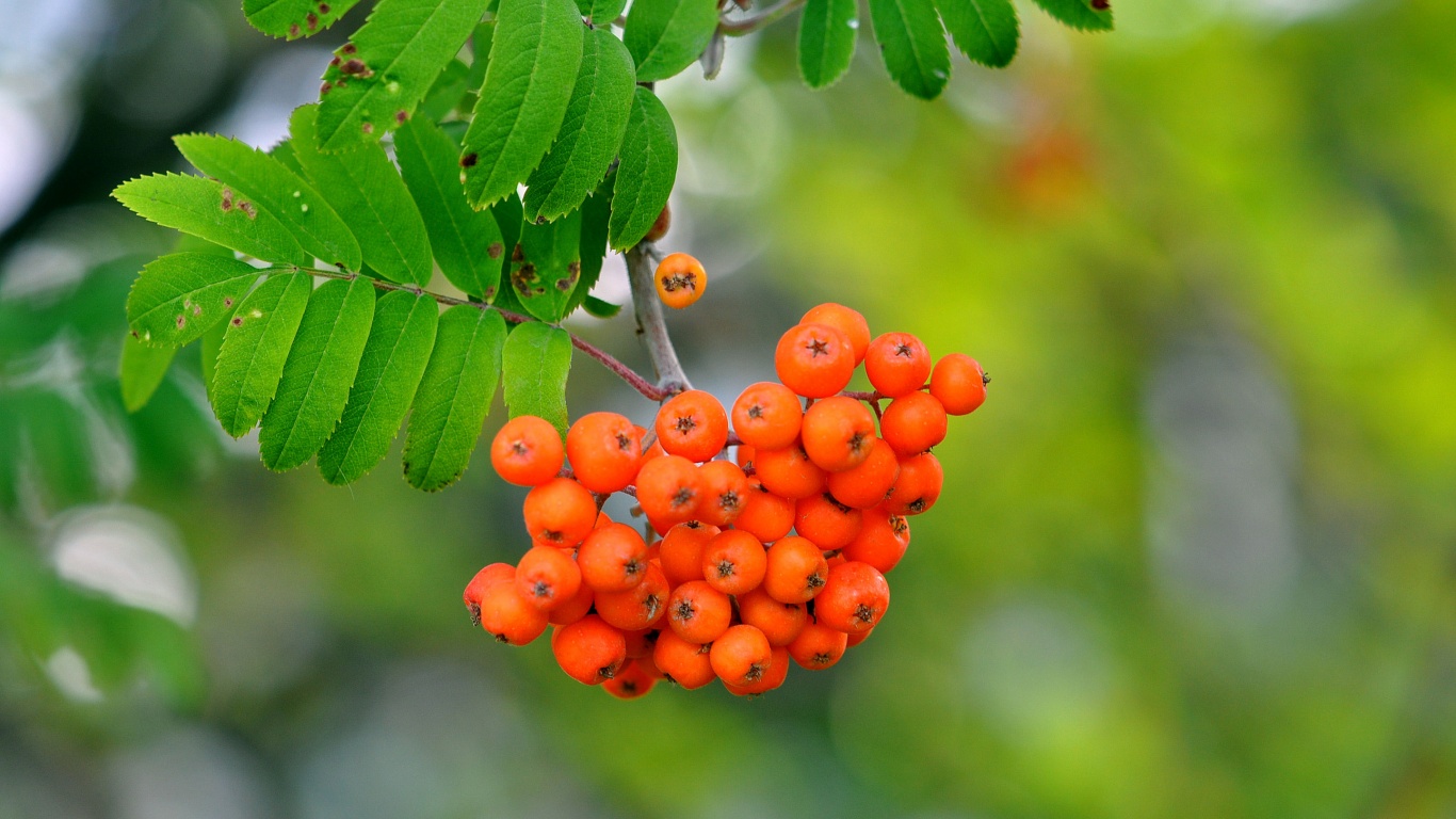 Rowan Berries