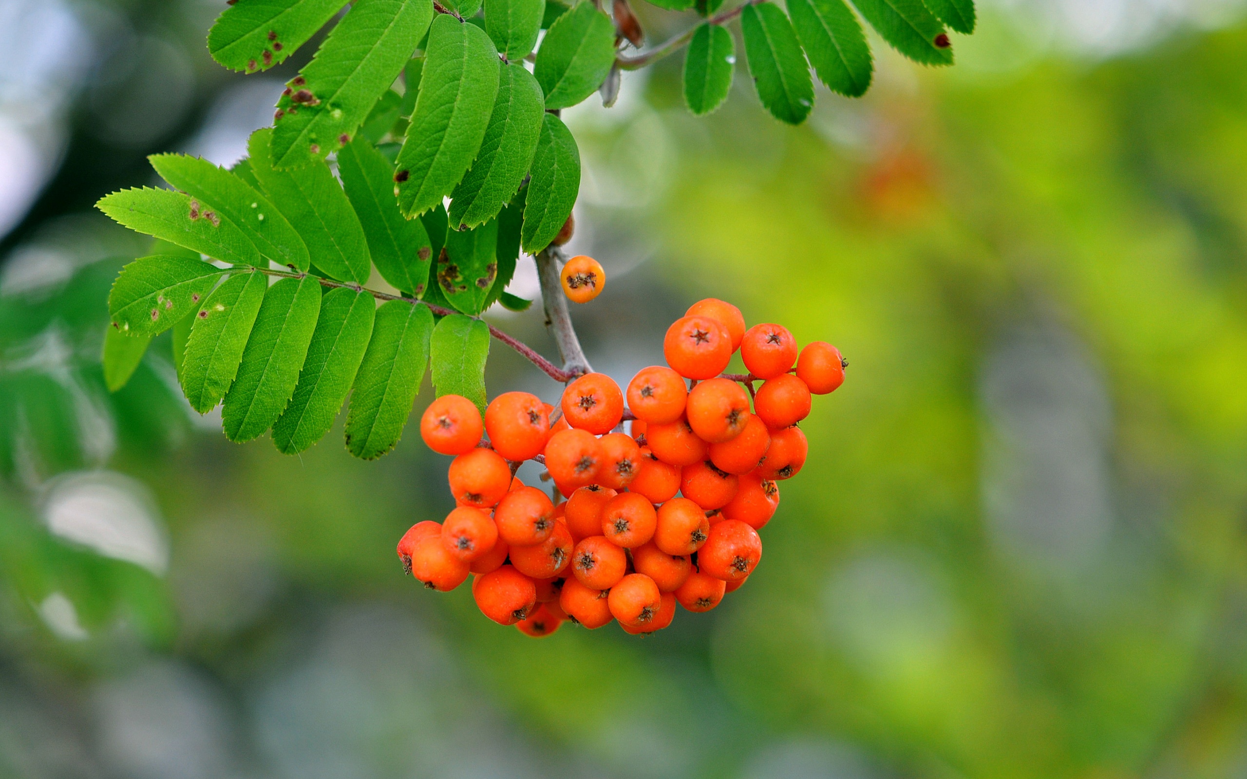 Rowan Berries