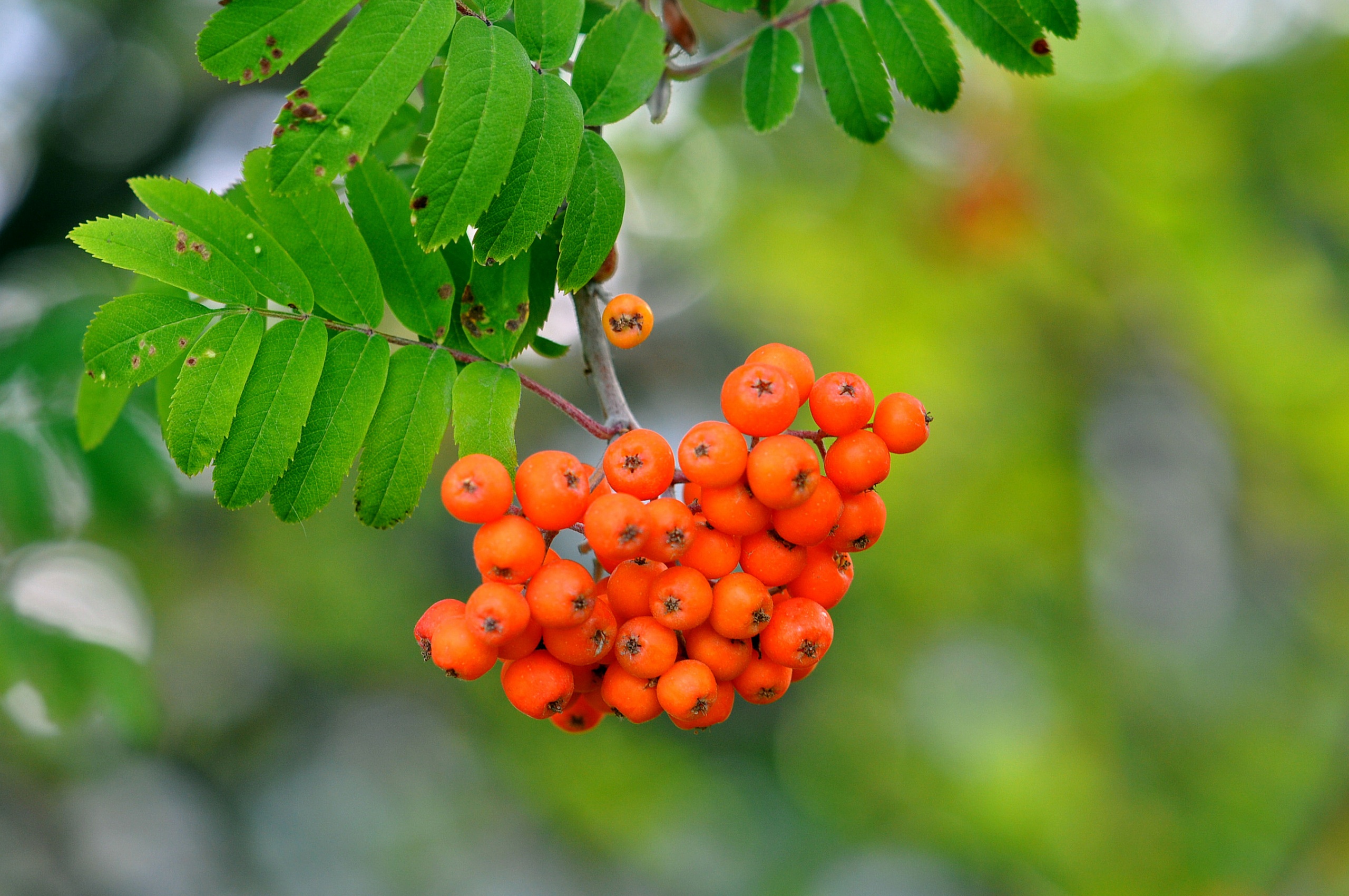 Rowan Berries