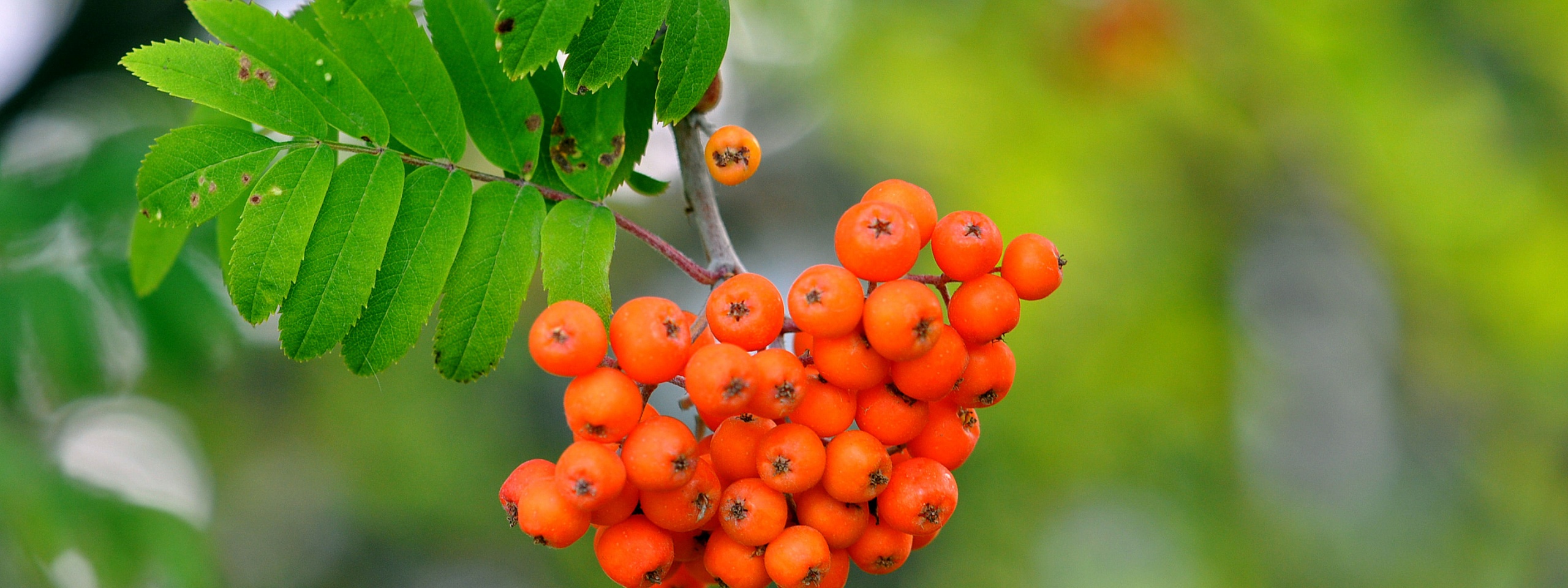 Rowan Berries