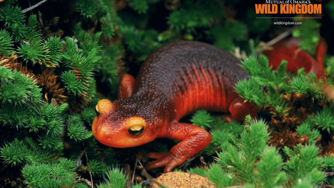 Salamander