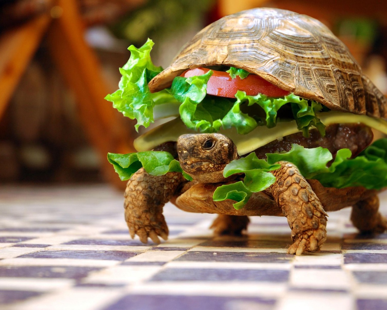 Sandwiches Funny Turtles Hamburgers Photomanipulations