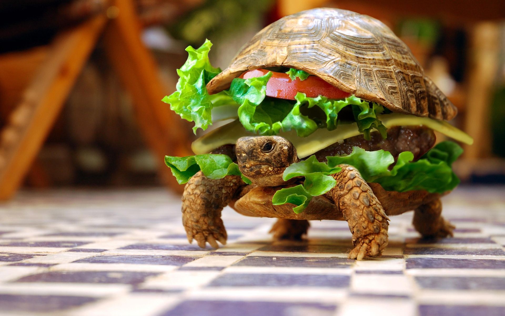 Sandwiches Funny Turtles Hamburgers Photomanipulations