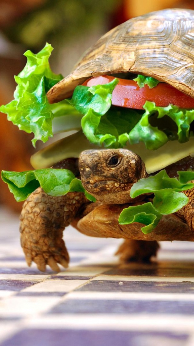 Sandwiches Funny Turtles Hamburgers Photomanipulations