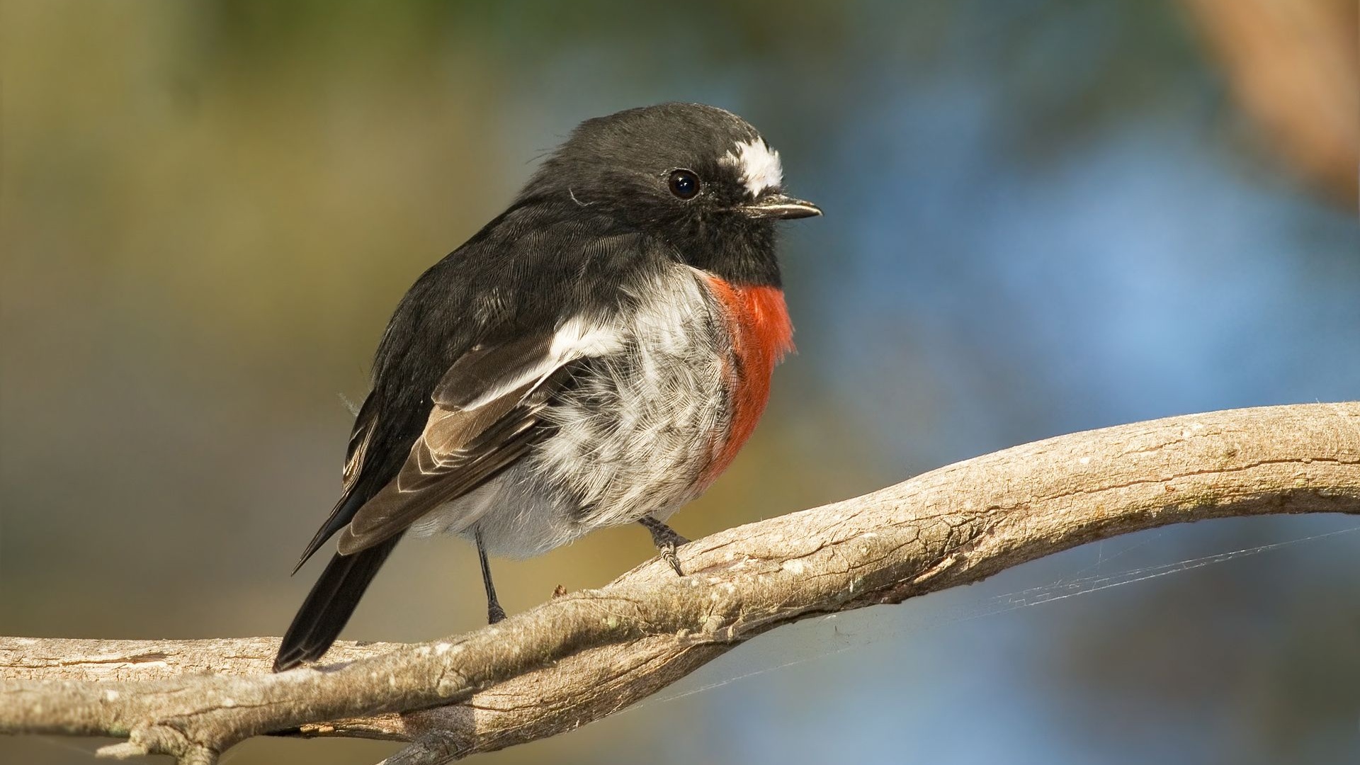 Scarlet Robin