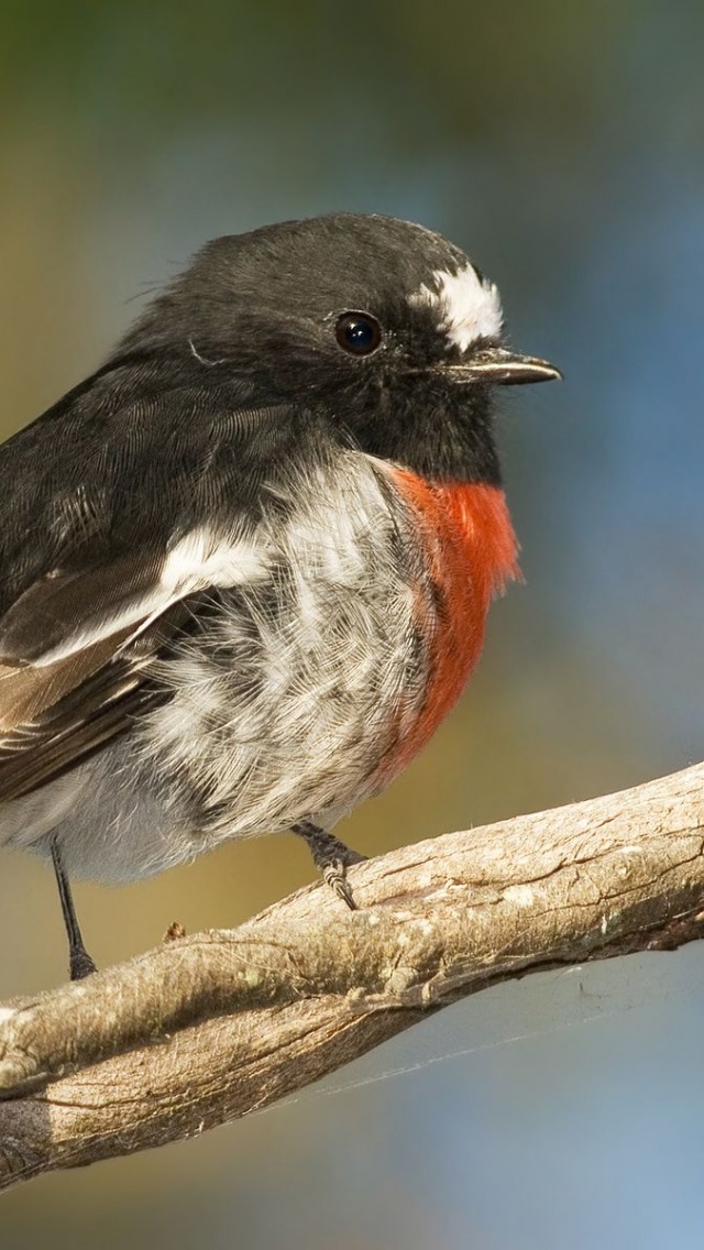 Scarlet Robin