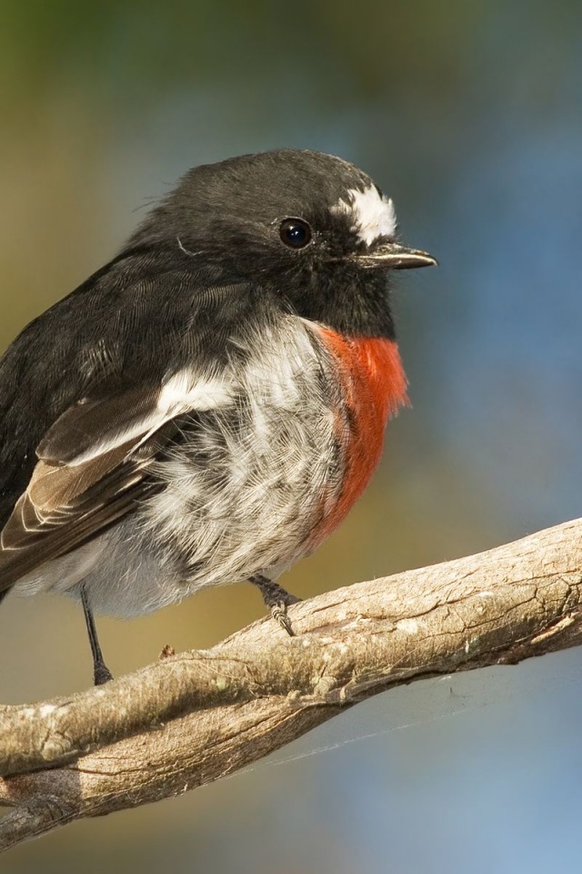 Scarlet Robin