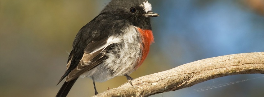 Scarlet Robin