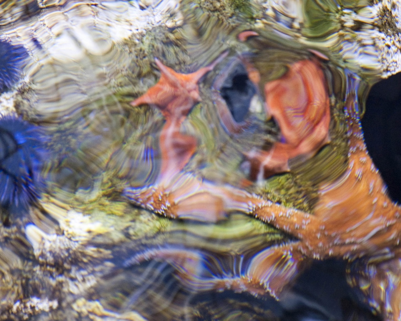 Sea Star Starfish Ripple