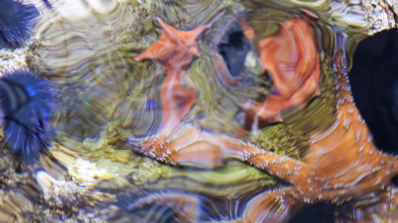 Sea Star Starfish Ripple