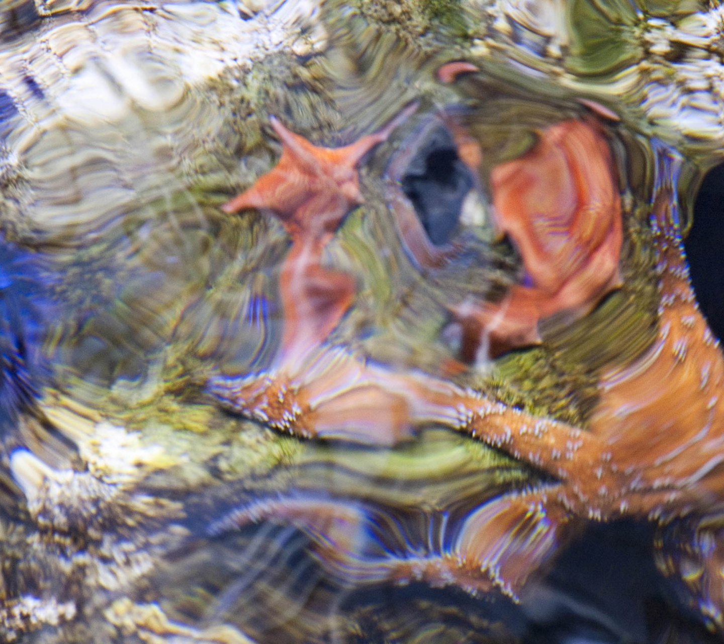 Sea Star Starfish Ripple