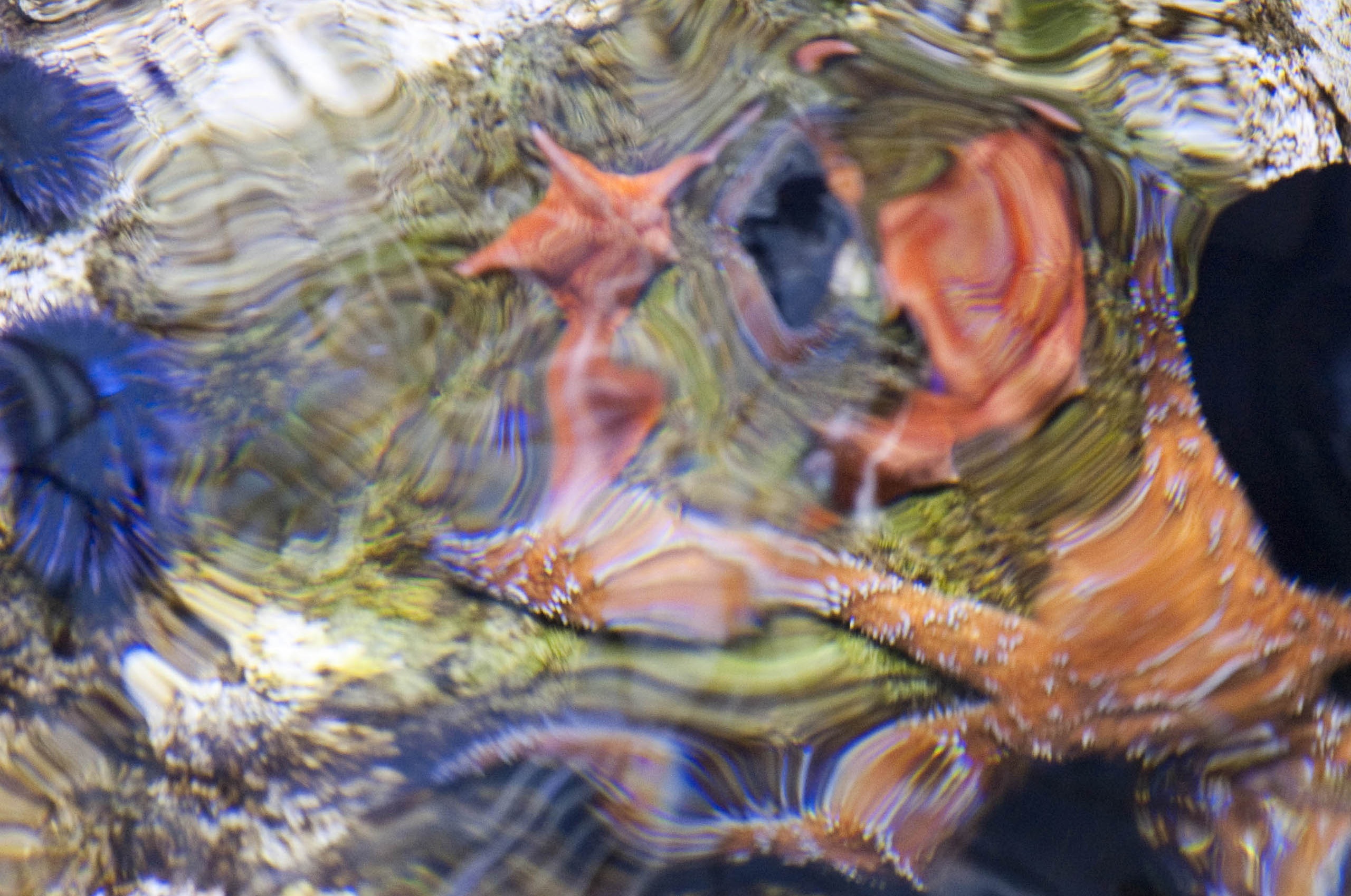 Sea Star Starfish Ripple