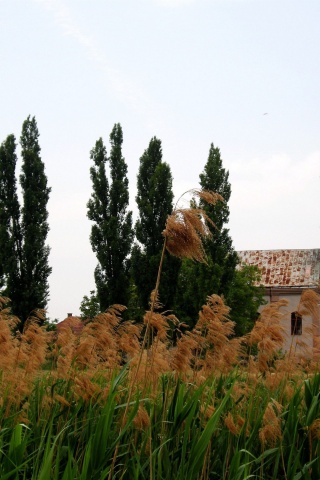 Serbian Orthodox Church Vojvodina Serbia