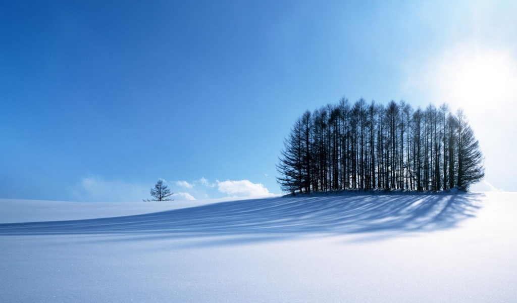 Small Forest In The Winter