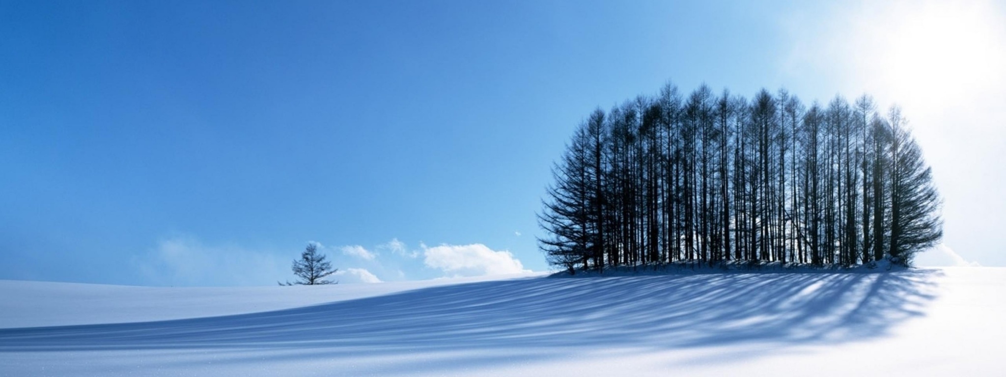 Small Forest In The Winter