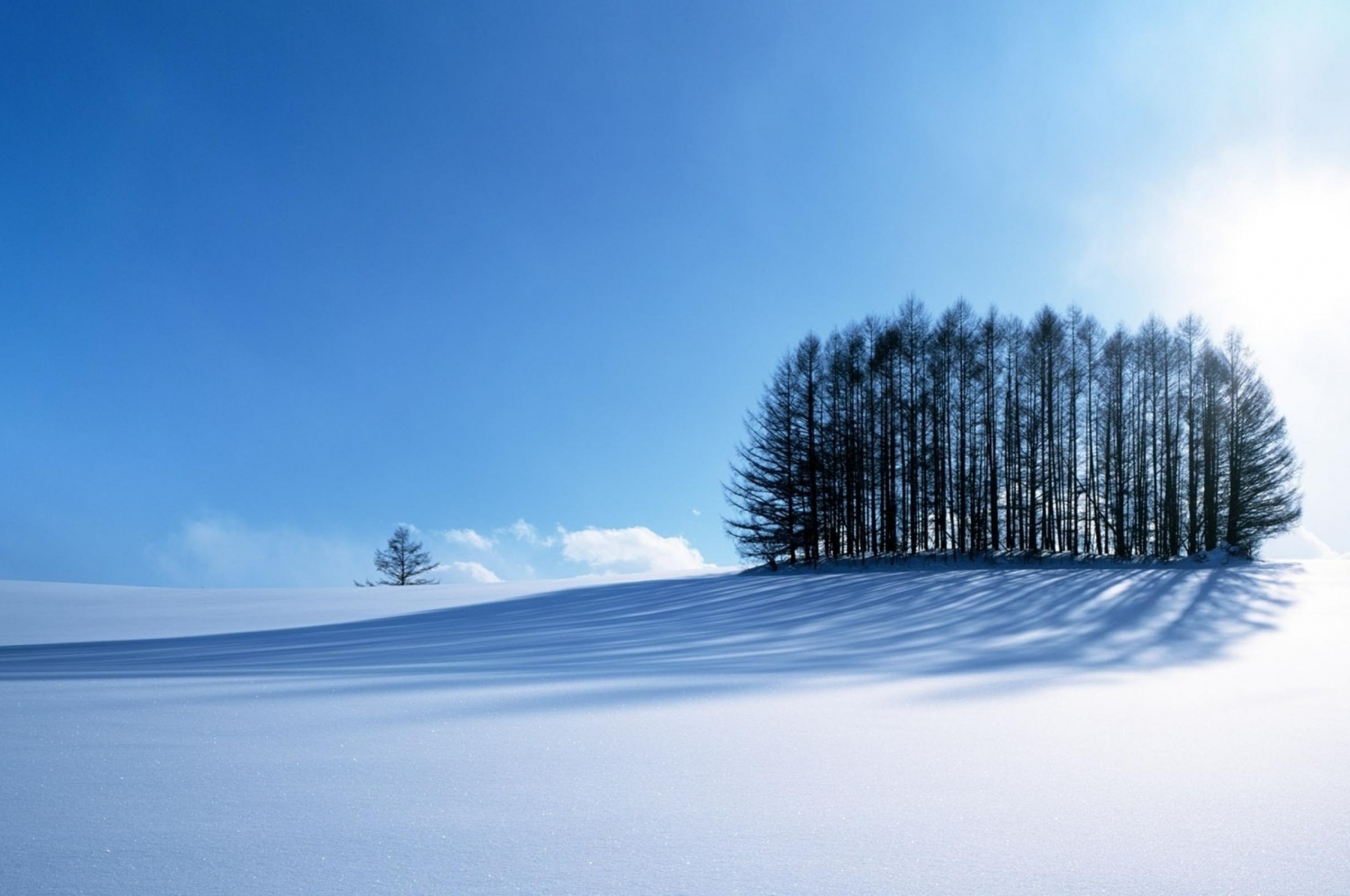 Small Forest In The Winter