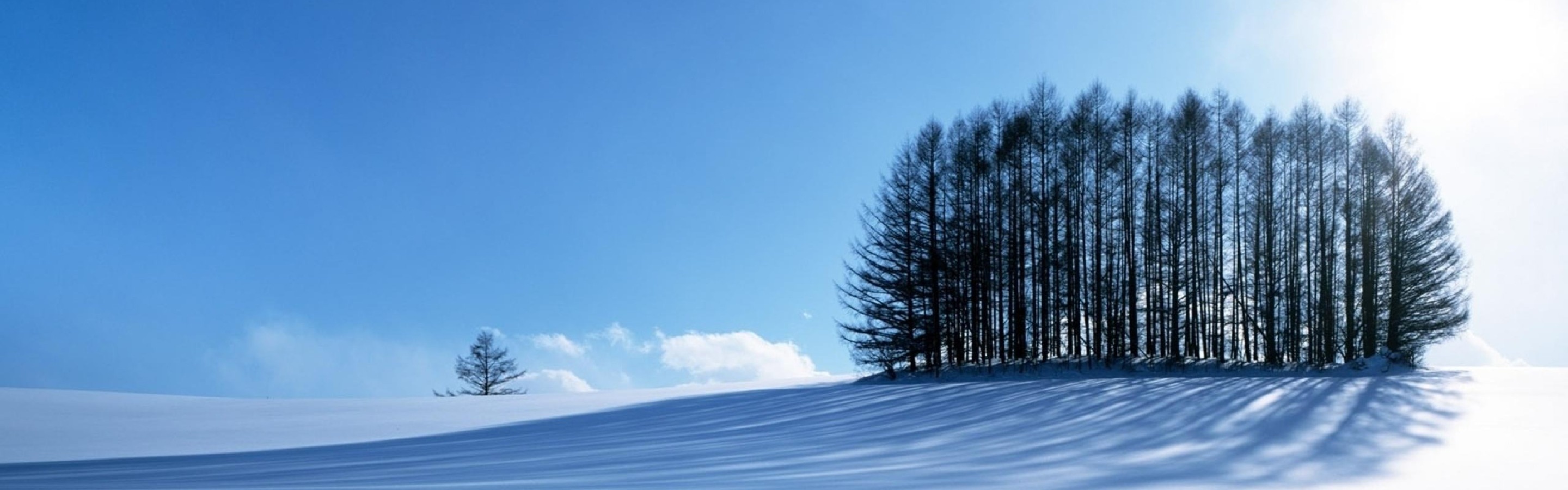 Small Forest In The Winter