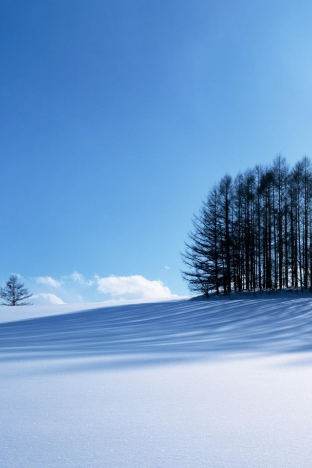 Small Forest In The Winter