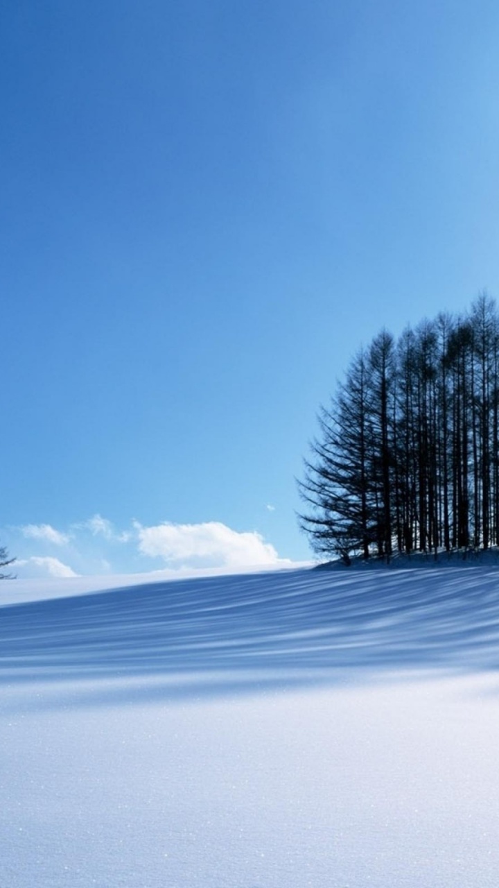 Small Forest In The Winter