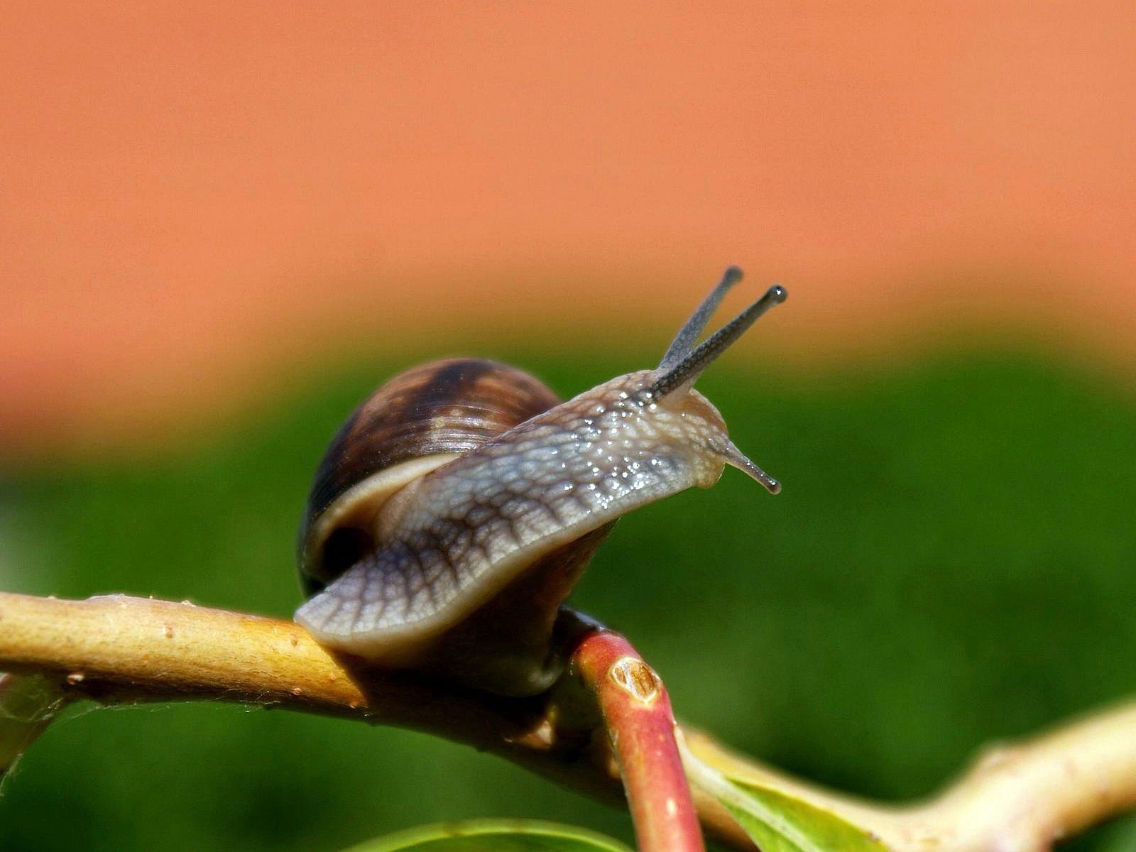 Snail On A Branch