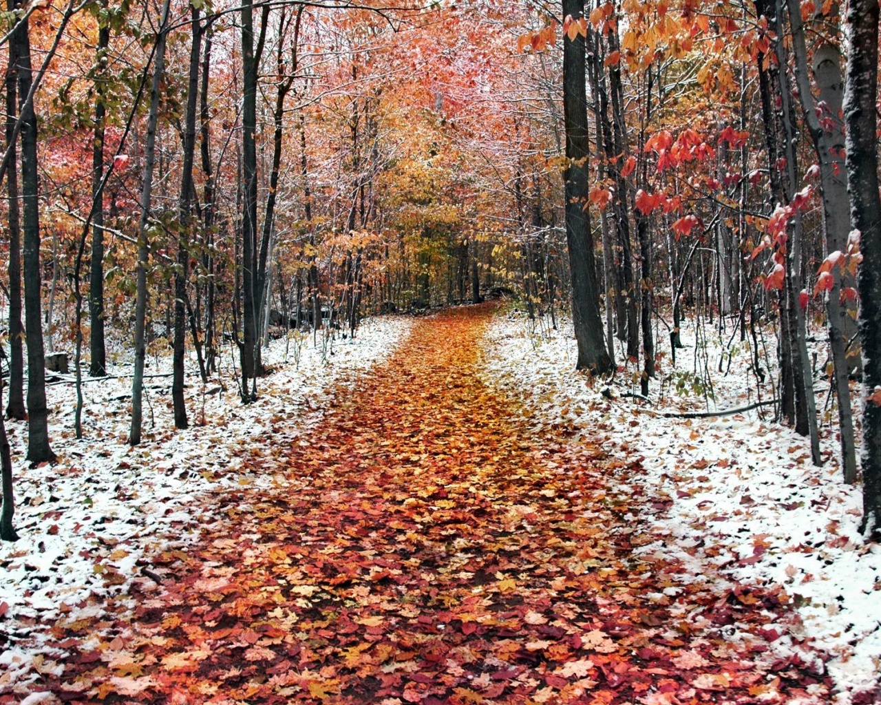 Snow Leaves Forest Roads Nature Landscape