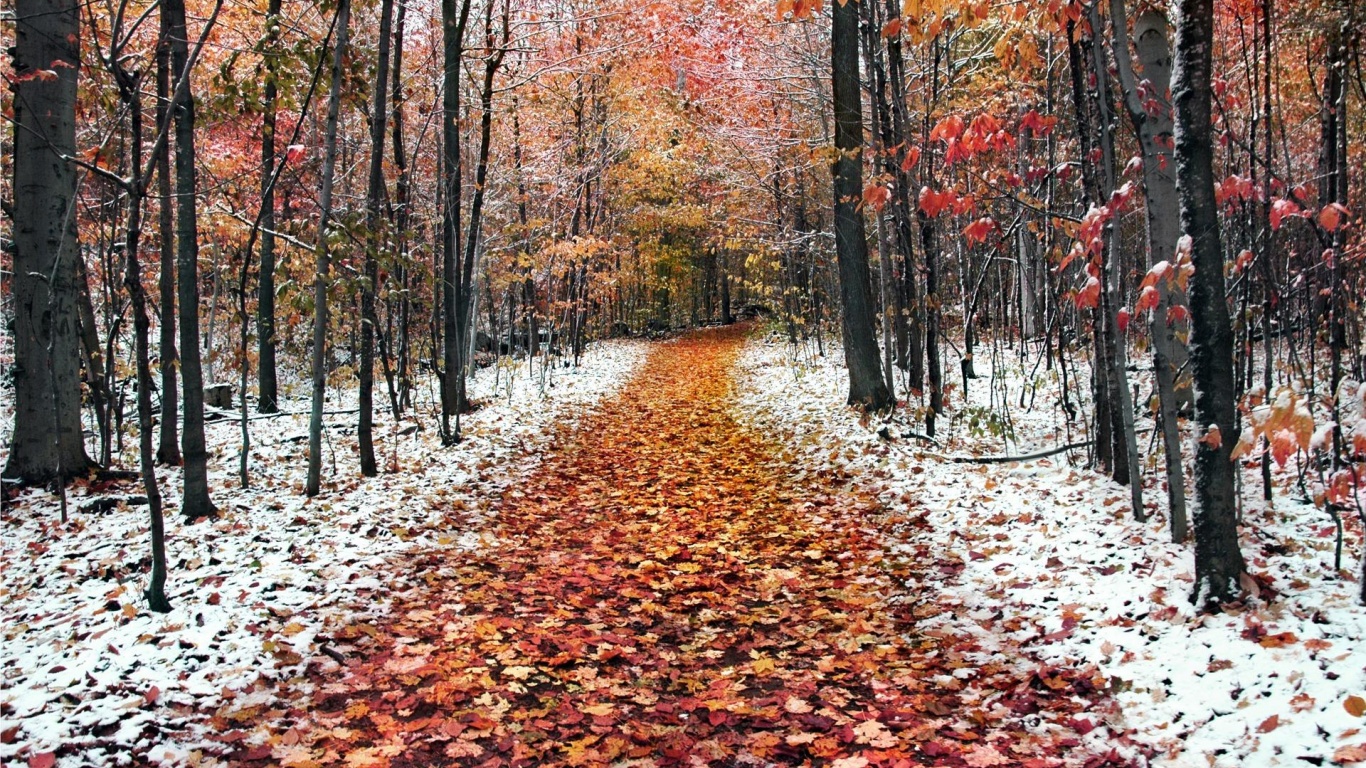 Snow Leaves Forest Roads Nature Landscape