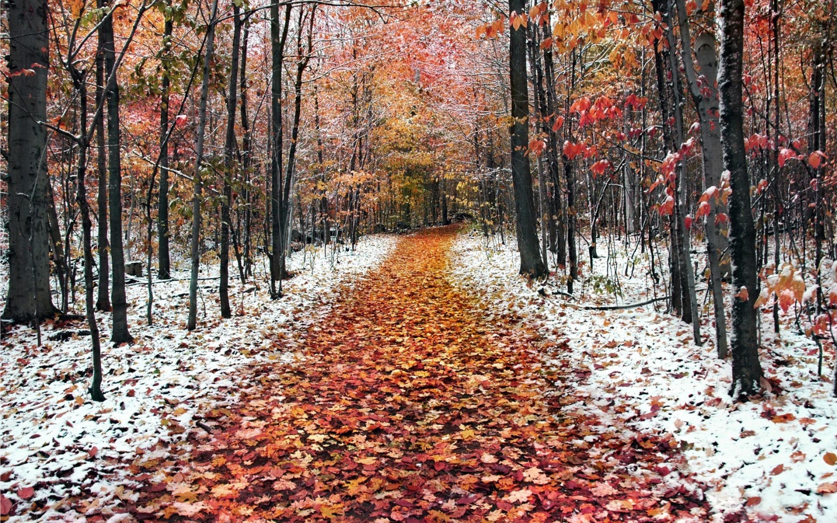 Snow Leaves Forest Roads Nature Landscape