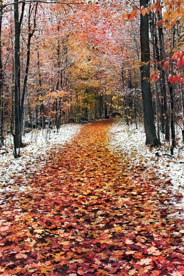 Snow Leaves Forest Roads Nature Landscape