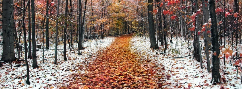 Snow Leaves Forest Roads Nature Landscape