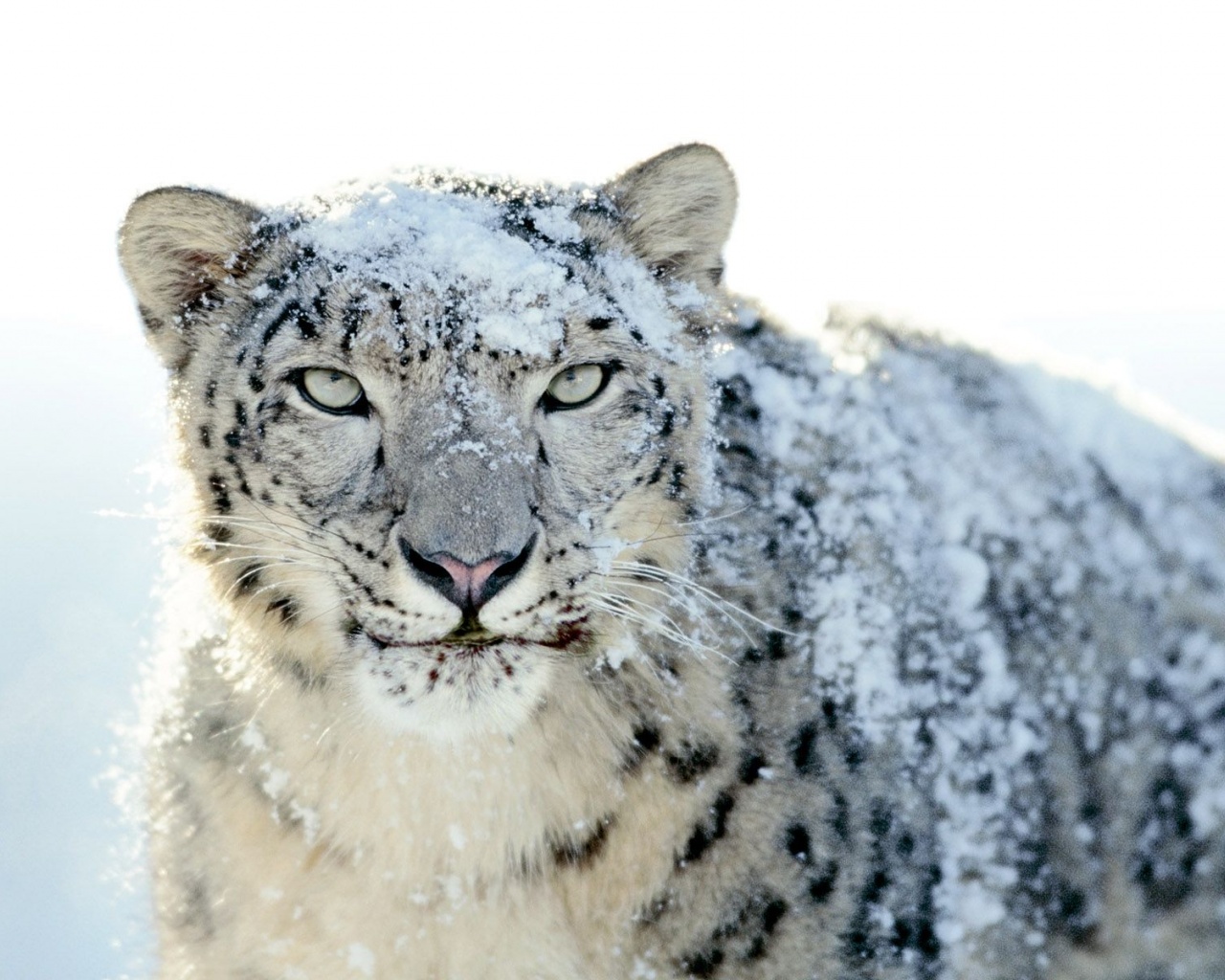 Snow Leopard