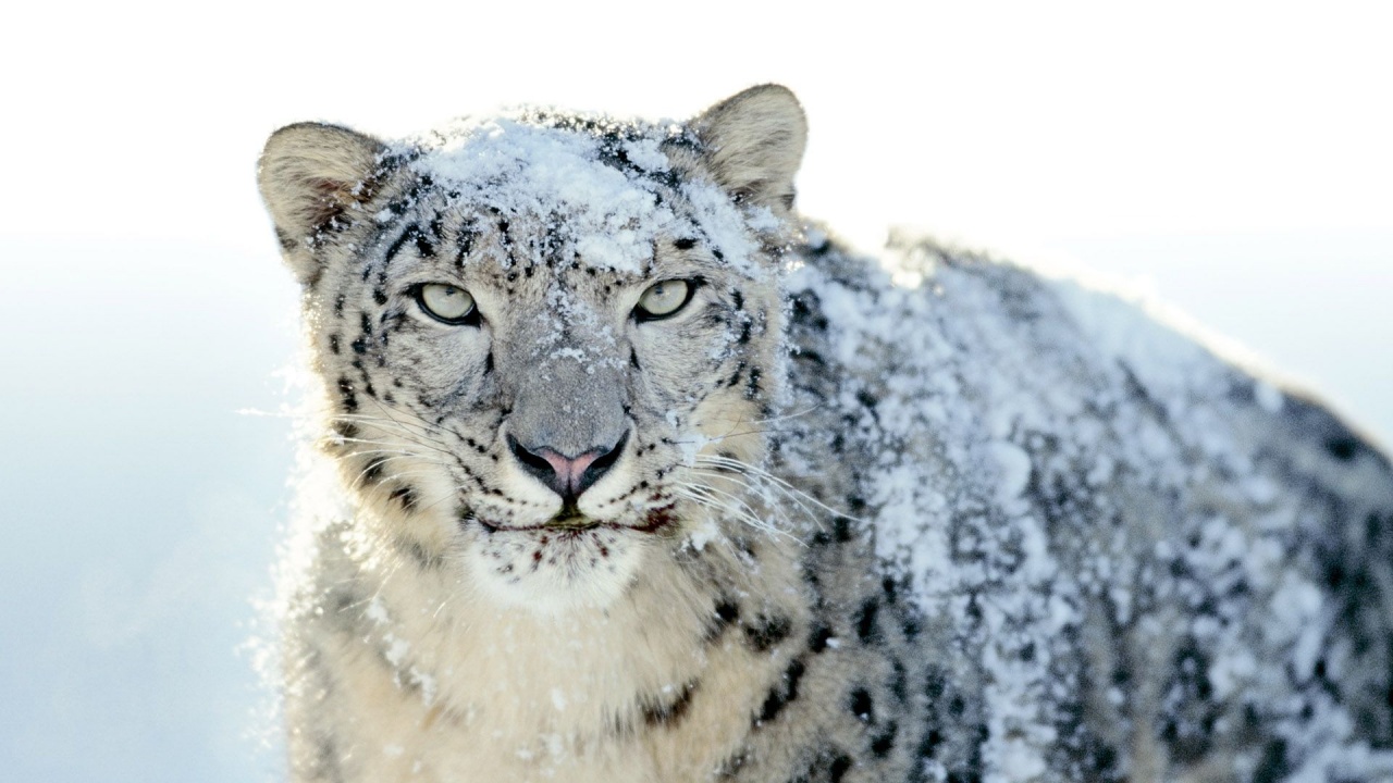 Snow Leopard