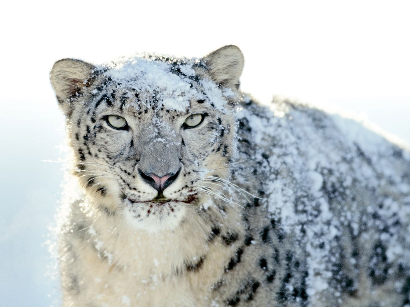 Snow Leopard