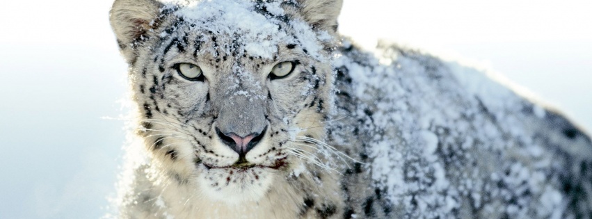 Snow Leopard