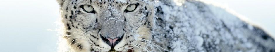 Snow Leopard