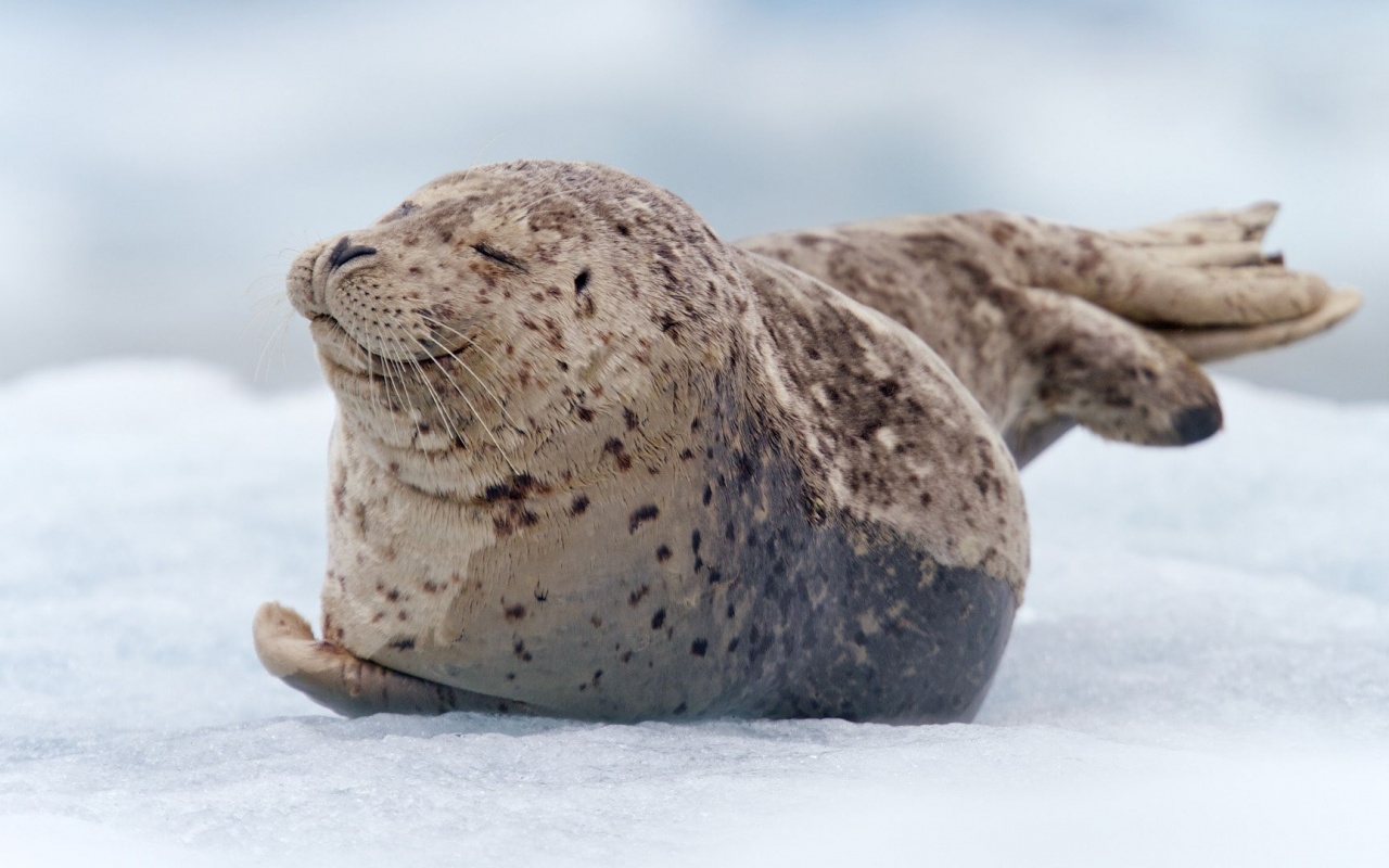 Snow Tiredness Seal South Sawyer Glacier