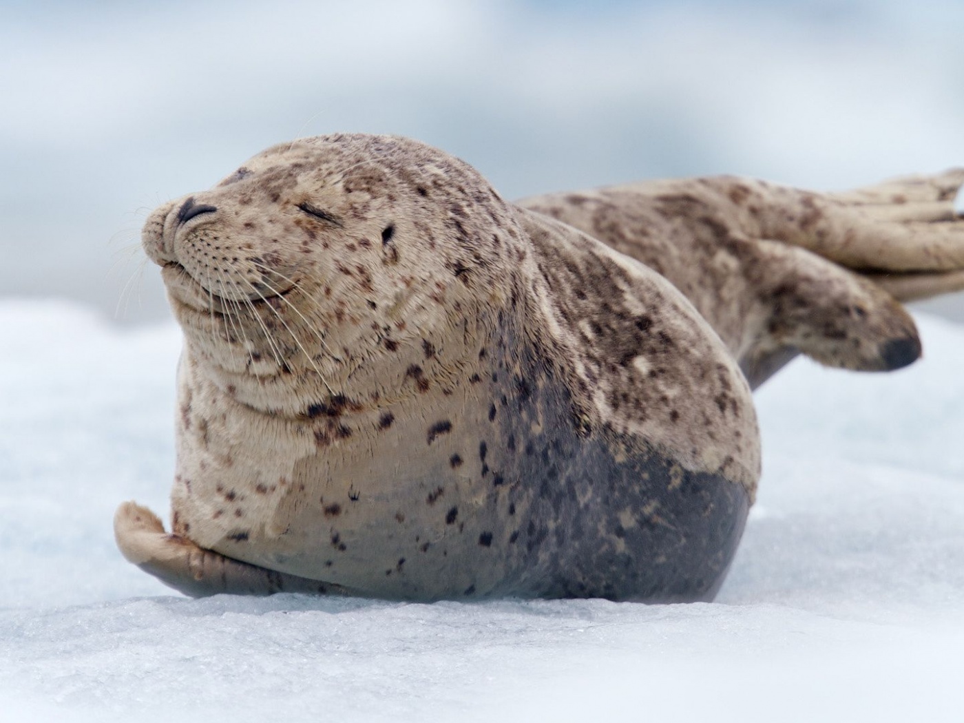 Snow Tiredness Seal South Sawyer Glacier