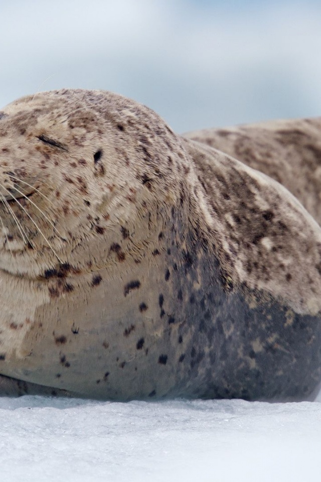 Snow Tiredness Seal South Sawyer Glacier