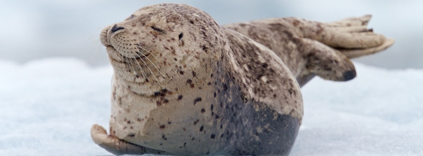 Snow Tiredness Seal South Sawyer Glacier