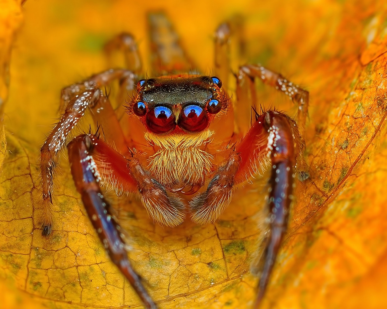 Spider On The Autumn Leaf